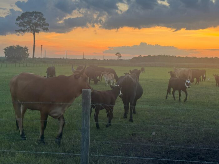 WhatsApp Image 2025-08-20 at 12.22.27 AM