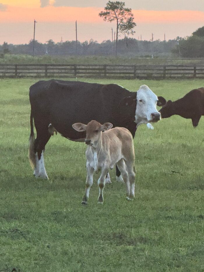 WhatsApp Image 2025-08-20 at 12.22.28 AM